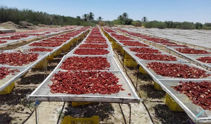 Conservation et technique de séchage de la tomate