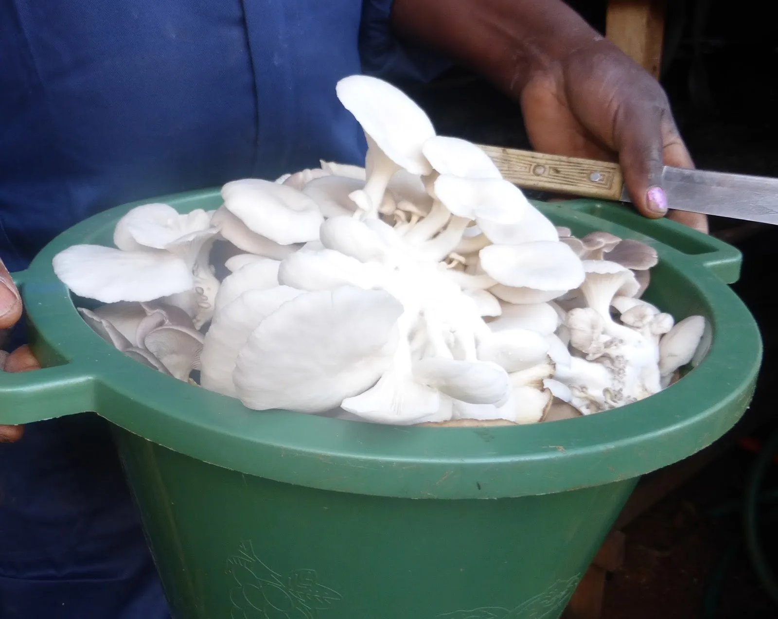 Culture des champignons comestibles