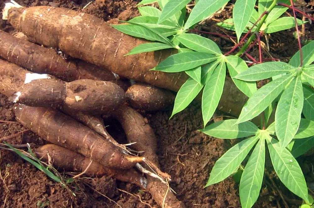 La culture du manioc au Cameroun