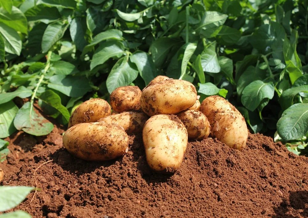 Fiche technique : Culture de la pomme de terre