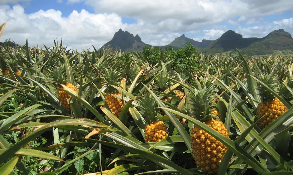 Champ d'ananas - Les nématodes
