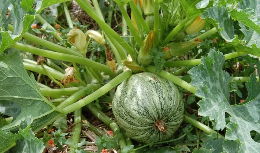 Culture de la courgette - Pistache