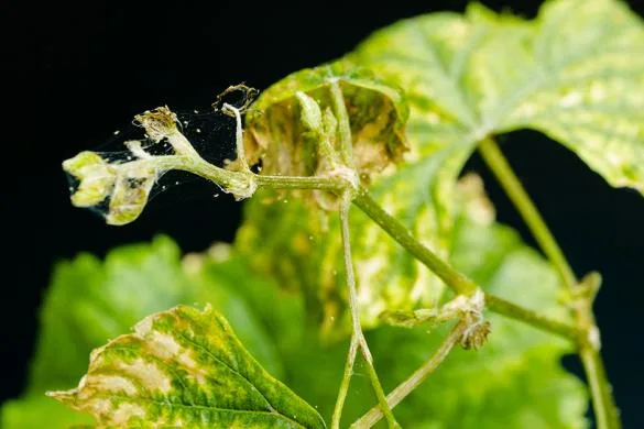 Méthodes de lutte des maladies des plantes