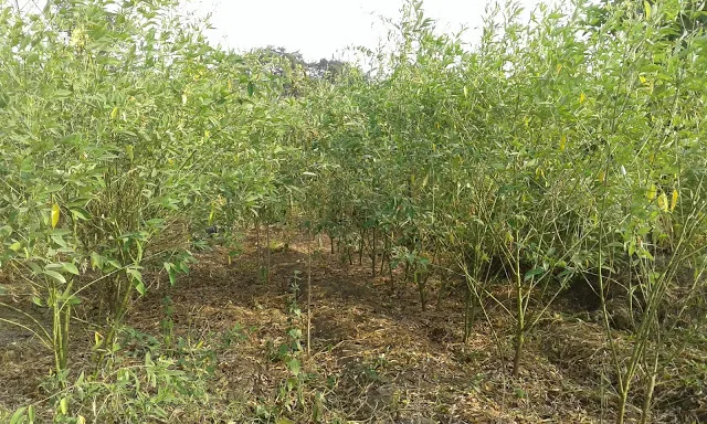 Culture du Pois Cajan