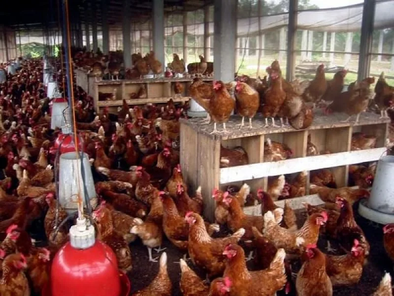 Elevage des poules pondeuses