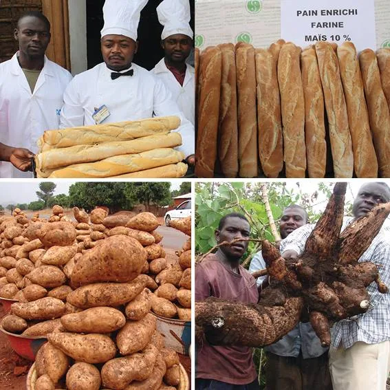 farine panifiable au Cameroun