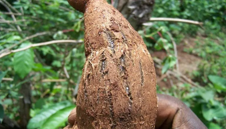 Les maladies du manioc