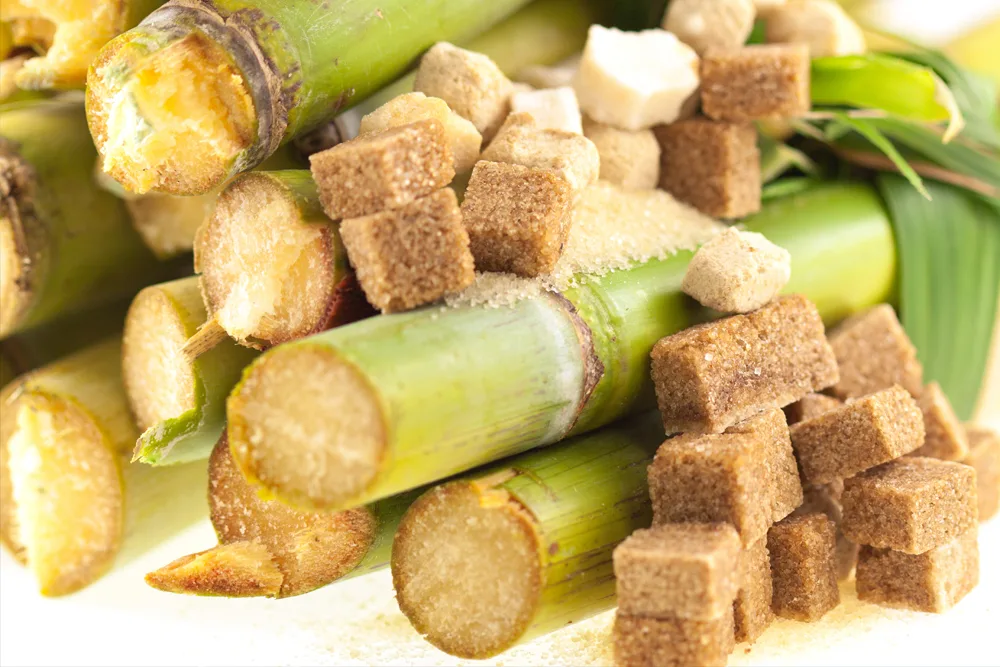 Filière canne à sucre