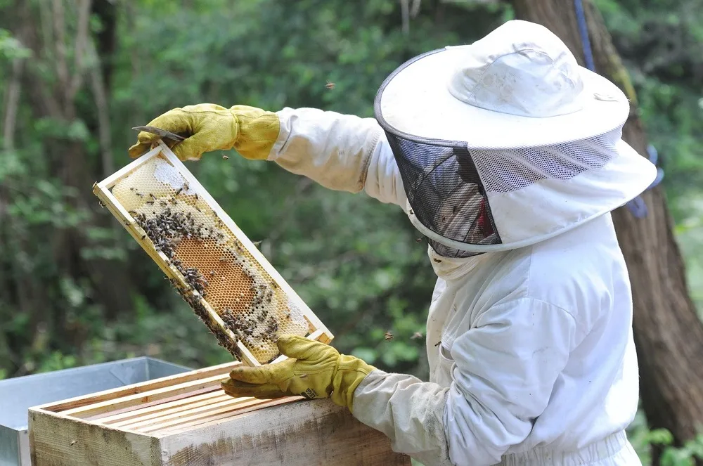 Investir en apiculture