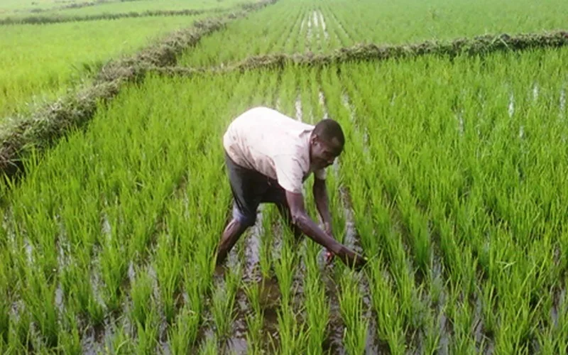 Fiche technique : Riziculture - culture du riz