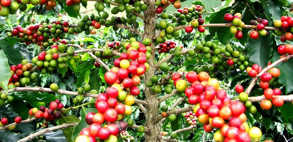 Culture du Café