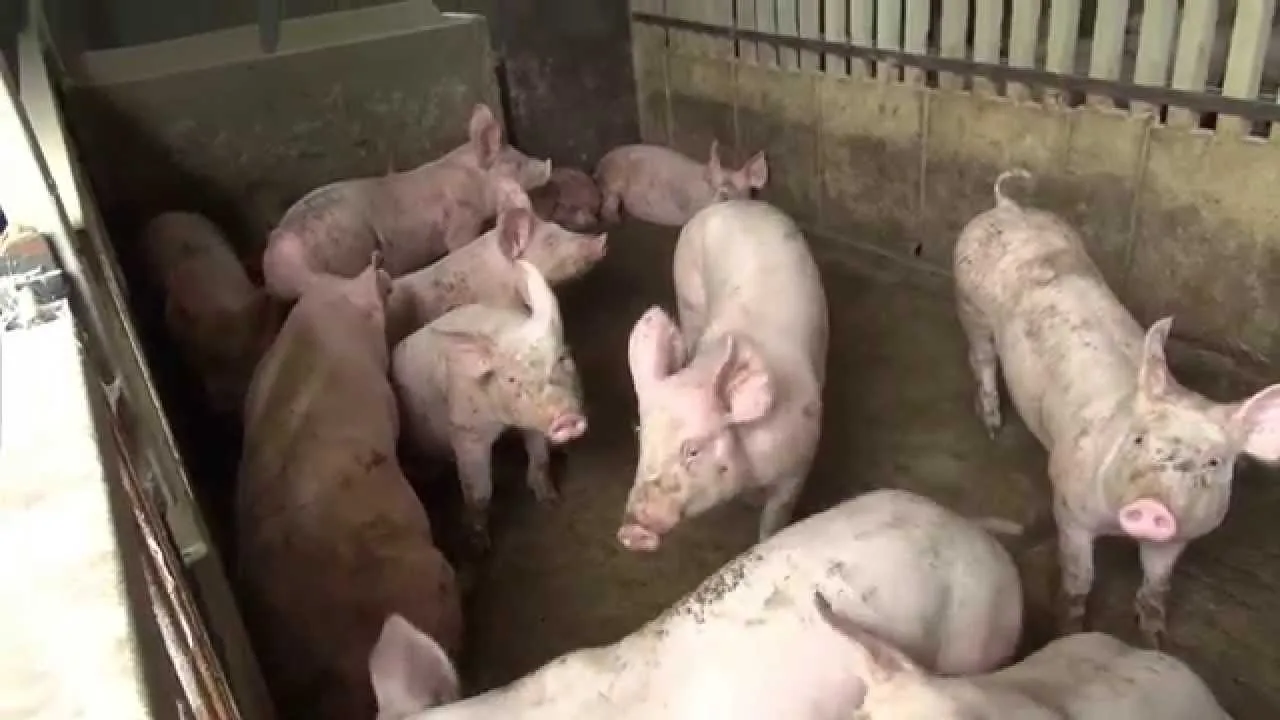 Elevage des porcs