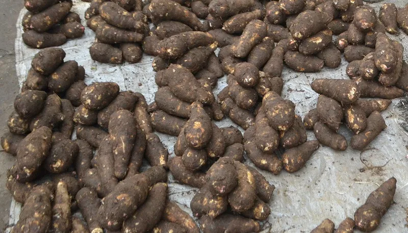 Tubercules de macabo