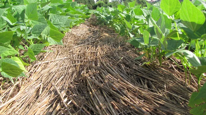 systeme de culture sous couverture vegetale scv