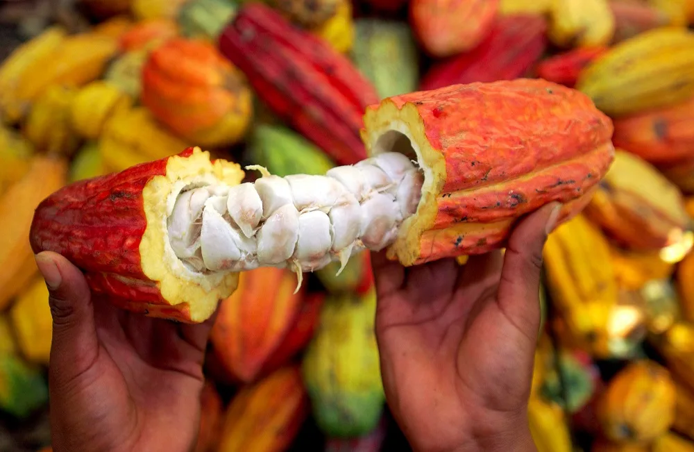 Prix kilogramme du Cacao au Cameroun