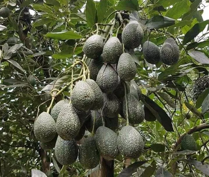 Culture de l'avocat