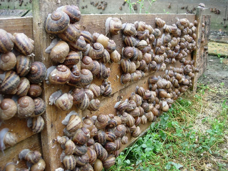 Elevage des escargots