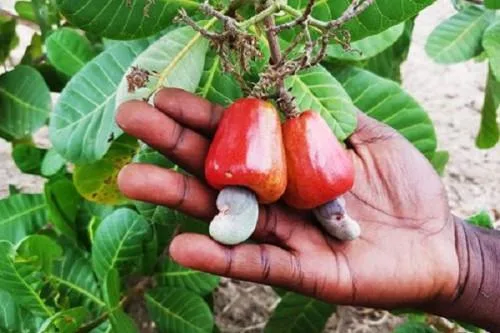 Cameroun : Plants de noix de cajou
