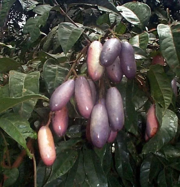 Culture du Safoutier au Cameroun