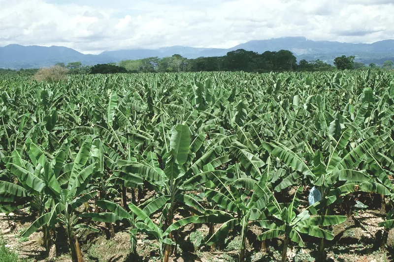 Fiche technique : Culture du bananier plantain de manière intensive