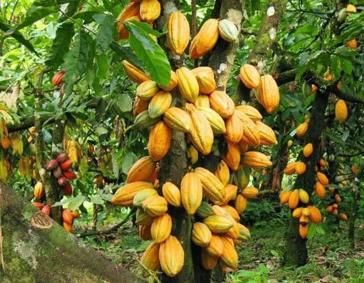 Fiche Technique : Culture du Cacao - Cacaoculture