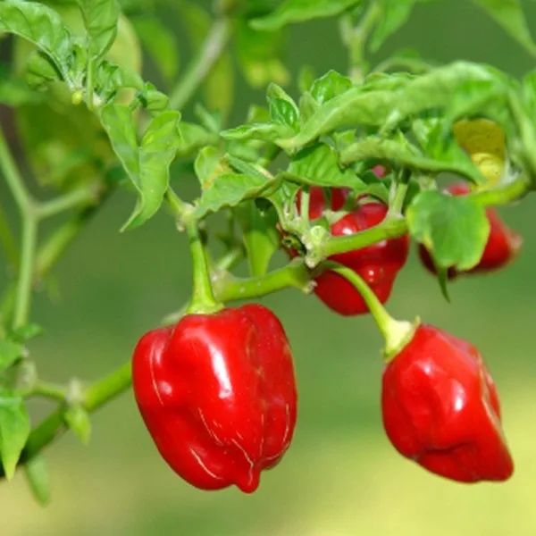 FICHE TECHNIQUE : Comment cultiver du Piment Bio