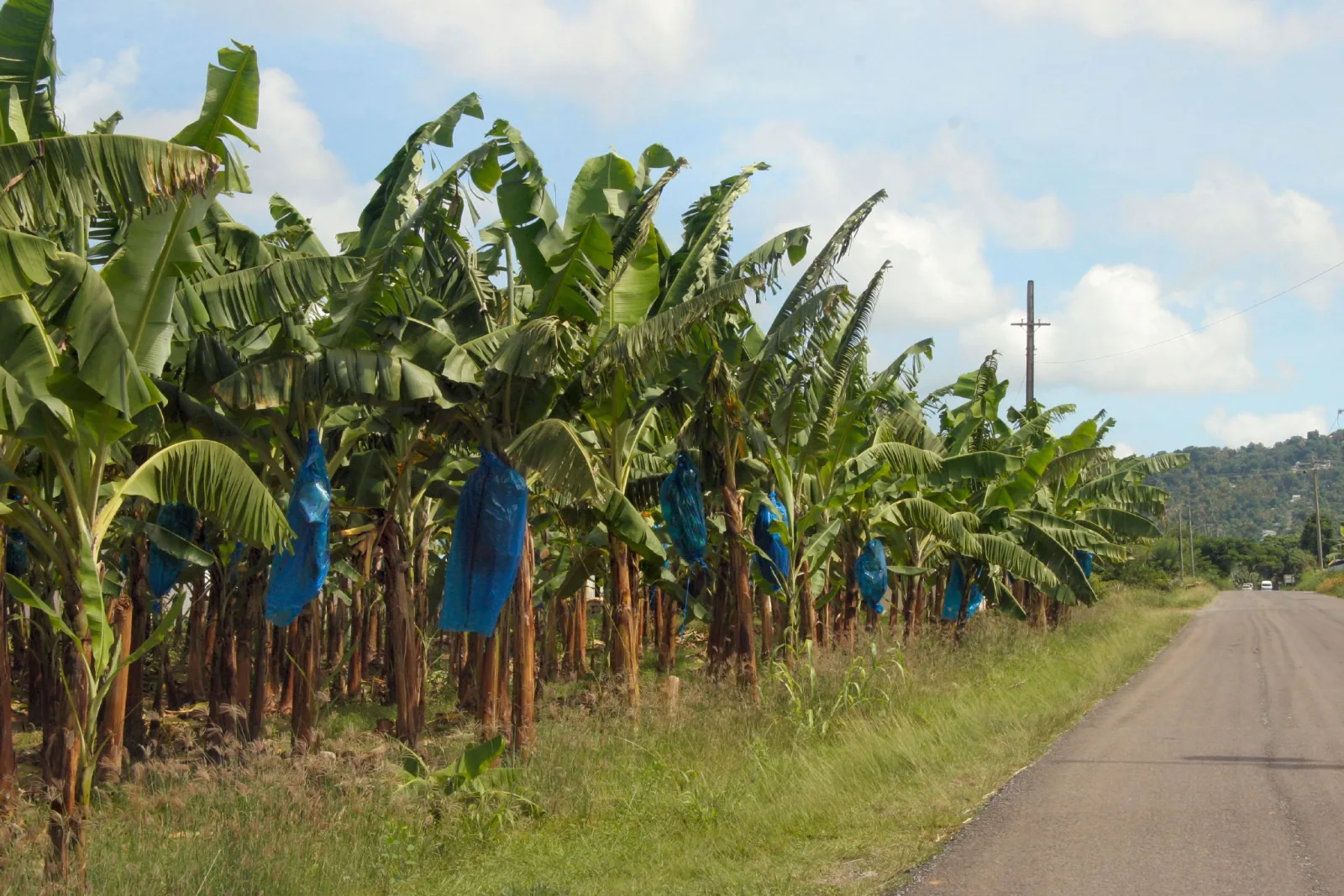 Les Cercosporioses du Bananier-Plantain : Méthodes de lutte