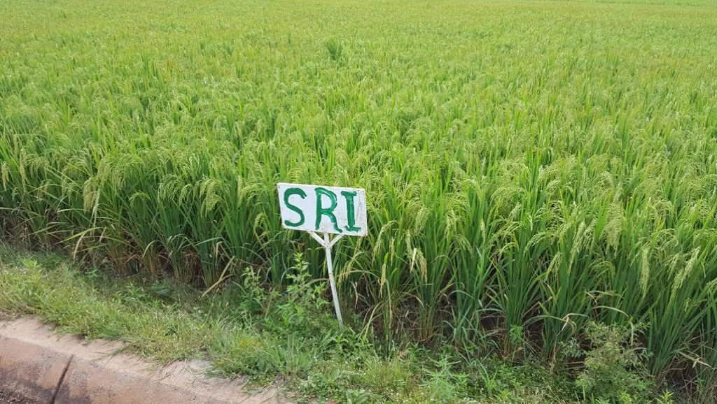 Comment Produire le Riz de Manière Intensive: Système de Riziculture Intensive (SRI)