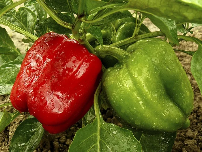 Fiche Technique : Culture du Poivron ( Capsicum annun ) Biologique