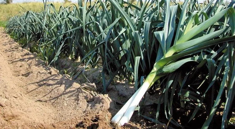 Fiche technique : Culture du Poireau ( Allium porrum )