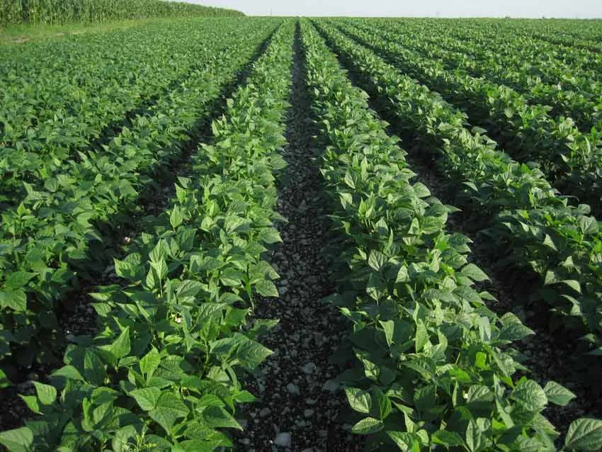 Comment Fertiliser le Haricot : Une Méthode Efficace