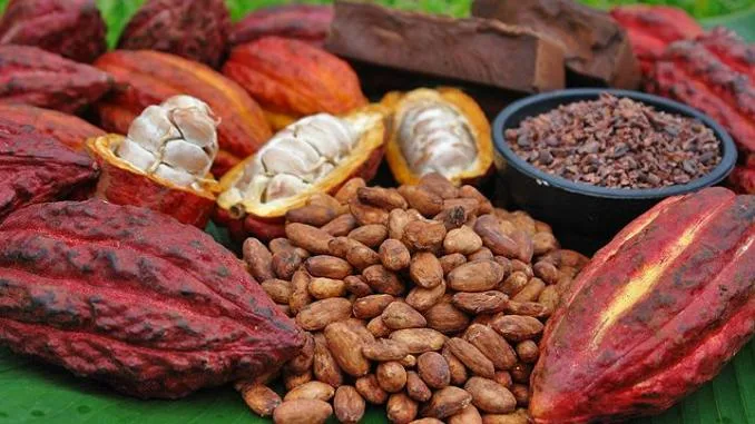 Cameroun : la campagne cacaoyère 2017-2018 démarre avec des Prix Revus à la Baisse
