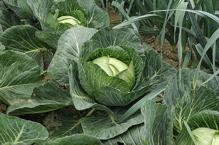 Fiche Technique : Culture Biologique du Chou Rave (Brassica oleracea)