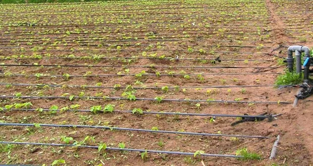 Les avantages liés au système d'irrigation goutte à goutte