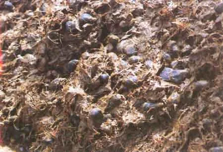 Aviculture : la Boue d'Huile de Palme une Recette Miracle