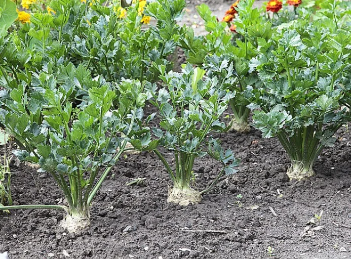 FICHE TECHNIQUE: Comment Cultiver le Céleri Bio