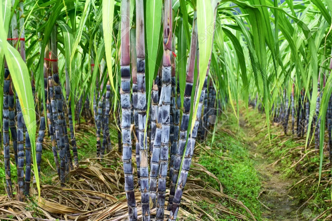 Production de 50t/ha de Canne à Sucre à partir de Sesbania rostrata