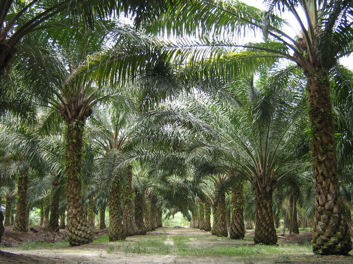 Comment cultiver le palmier à huile de façon économiquement rentable