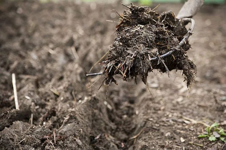 Fertilité du sol : Comment utiliser efficacement les engrais