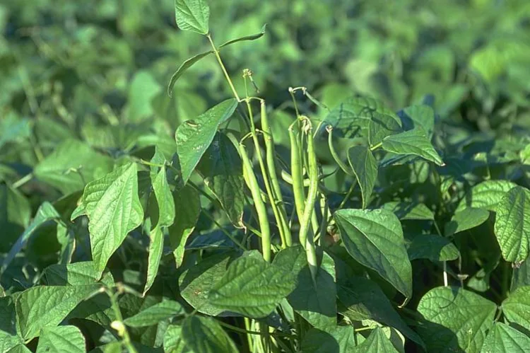 Fiche Technique : Culture du Haricot Vert ( Phaseolus vulgaris L. )