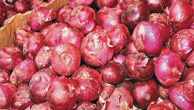 Les causes de la hausse du prix de l'oignon sur les marchés au Cameroun